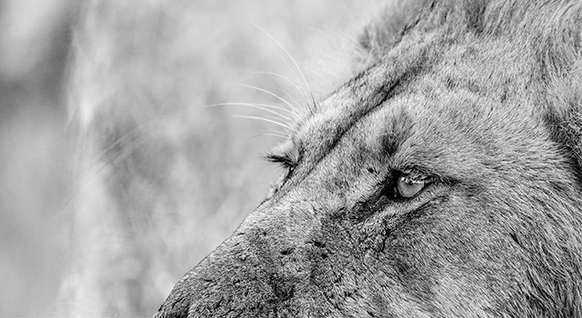 Safari isn't just about the safari: SIGMA 150-600mm F5-6.3 DG DN OS | Sports